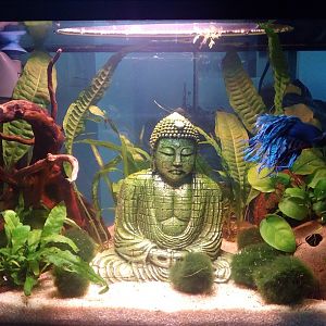 Modificando el acuario de mi betta