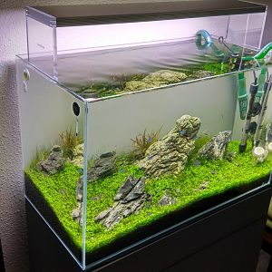 Iwagumi 60p
