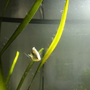 vallisneria