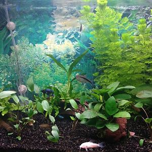 Mi Acuario