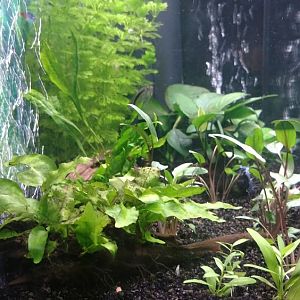Mi Acuario