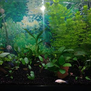 Mi Acuario