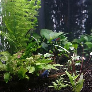Mi Acuario