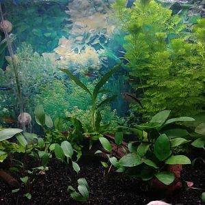 Mi Acuario