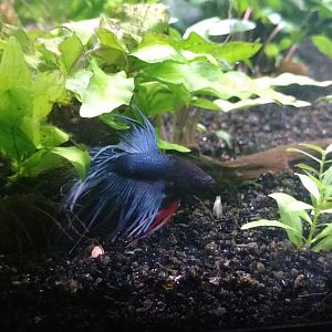 Betta corona