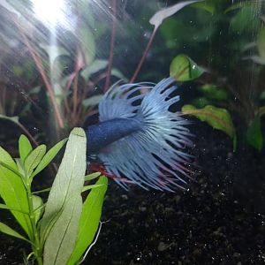 Betta corona