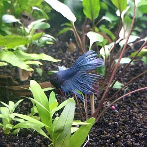 Betta corona