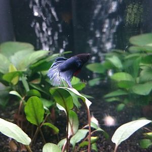 Betta corona