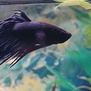 Betta corona