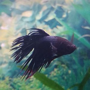 Betta corona