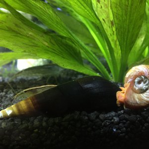 Tylomelania y planorbis