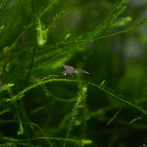 bebe neocaridina