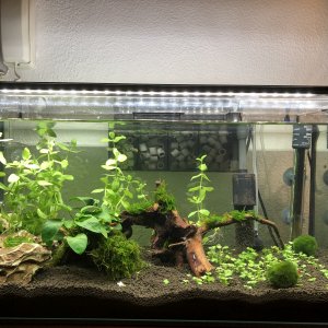 Acuario 58l gambario y co2 spray y campana, día 45.