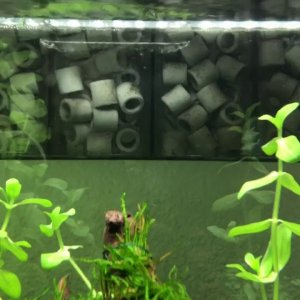 Acuario tropical 54l gambario red co2