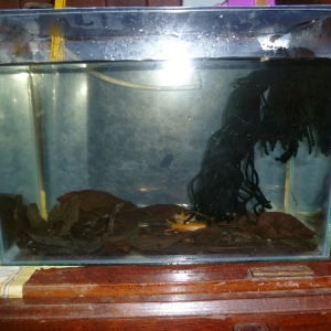 Acuario de cría de Aphyosemion australe