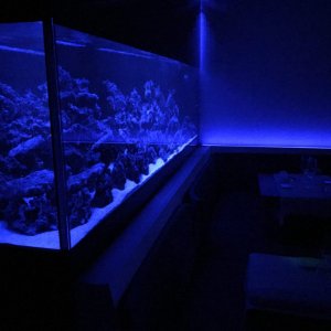 Acuario Marino a medida 2000 litros