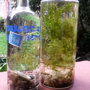 donde tengo las plantas