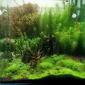 Mi acuario