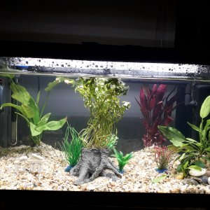 Mi nuevo acuario