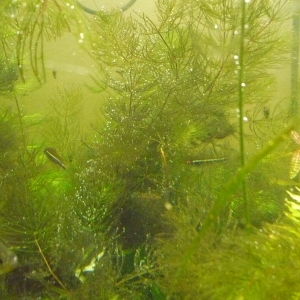 Pino de agua burbujeando