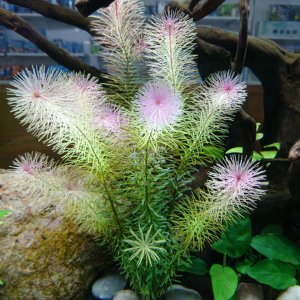 Rotala Wallichii