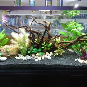 Acuario 260 litros