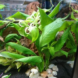 Nomaphila Stricta