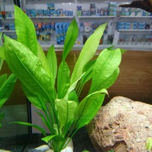 Echinodorus Bleheri