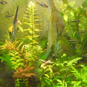 Plantas varias