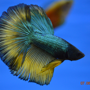 Betta HalfMoon Selecto XL