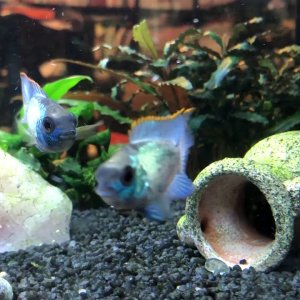 Acara azul eléctrico (Andinoacara Pulcher)