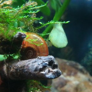 Caracol en Acuario