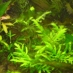 Plantas varias