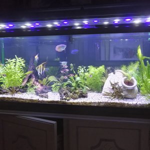 Mi Acuario