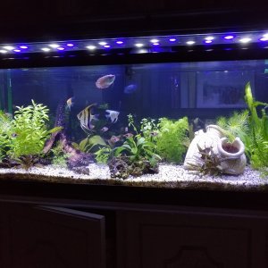Mi Acuario
