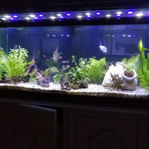 Mi Acuario
