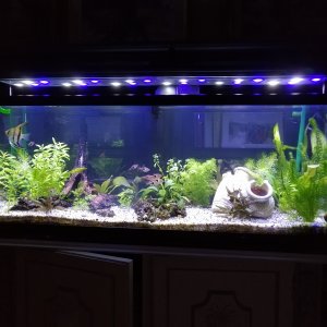 Mi Acuario