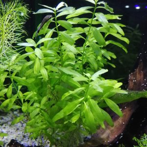 Mis Plantas de Acuario