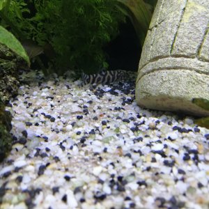 Mis Peces de Acuario