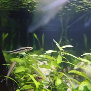 Mis Peces de Acuario