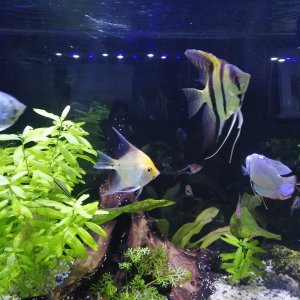 Mis Peces de Acuario