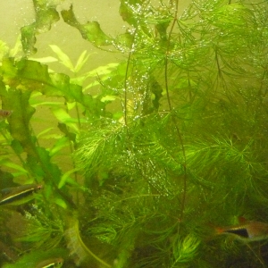 Plantas varias