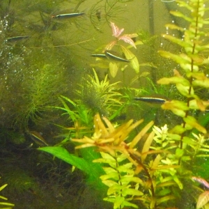 Plantas varias