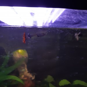 Peces Guppy
