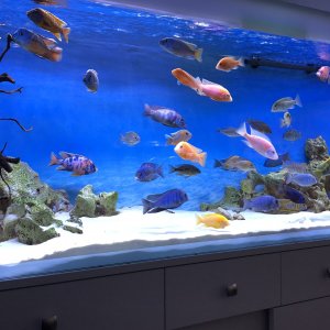 Mi Acuario