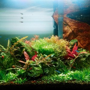 Acuario donde vive la Cory y sus amigos