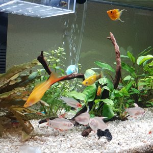 Acuario 8 meses peces tropicales