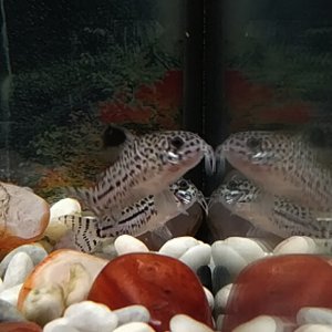 Corydoras Julii