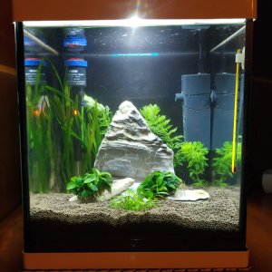 Principios de mi pequeño oasis de 20 litros.