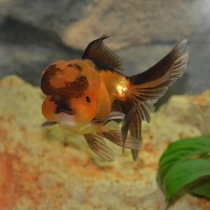 Oranda Cabeza de León